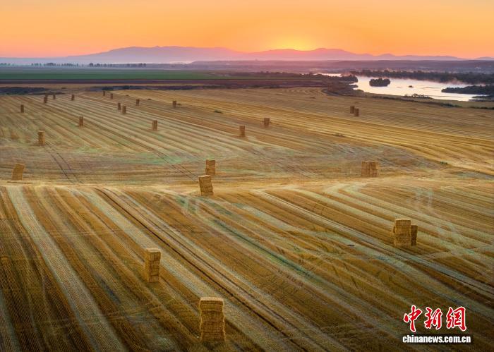 9.11风吹麦浪穗飘香 昭苏45万亩小麦迎丰收2.jpg