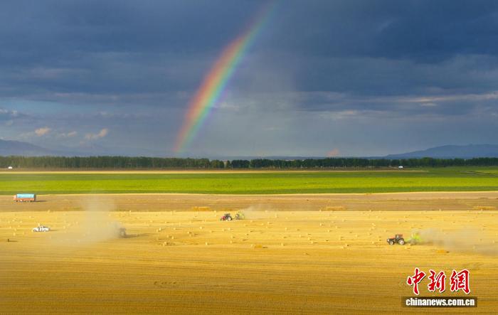 9.11风吹麦浪穗飘香 昭苏45万亩小麦迎丰收5.jpg