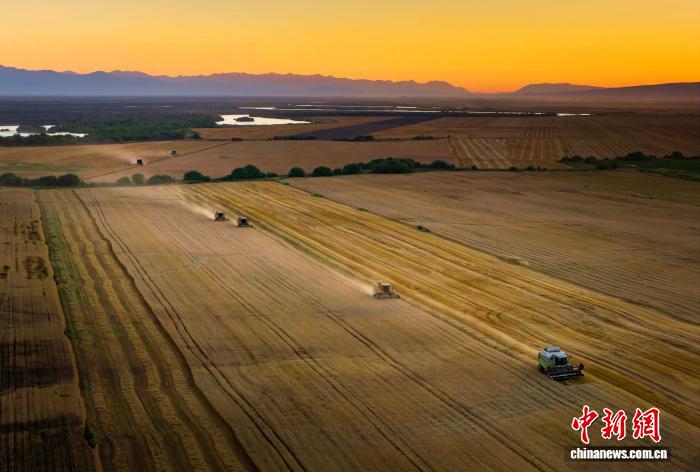 9.11风吹麦浪穗飘香 昭苏45万亩小麦迎丰收4.jpg