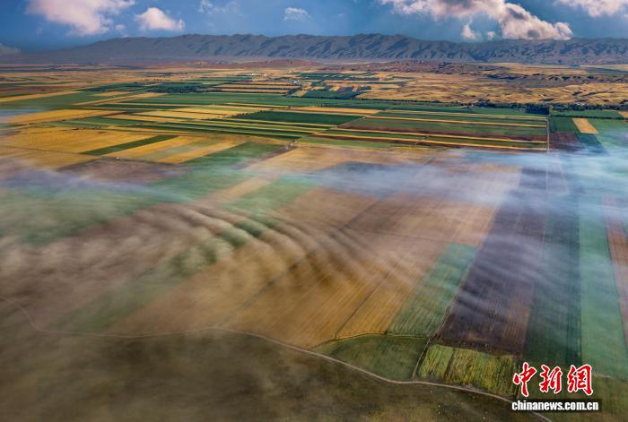 9.11风吹麦浪穗飘香 昭苏45万亩小麦迎丰收6.jpg