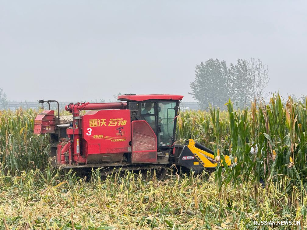 10.13丰收中国2025 秋粮作物陆续进入收获期1.jpg