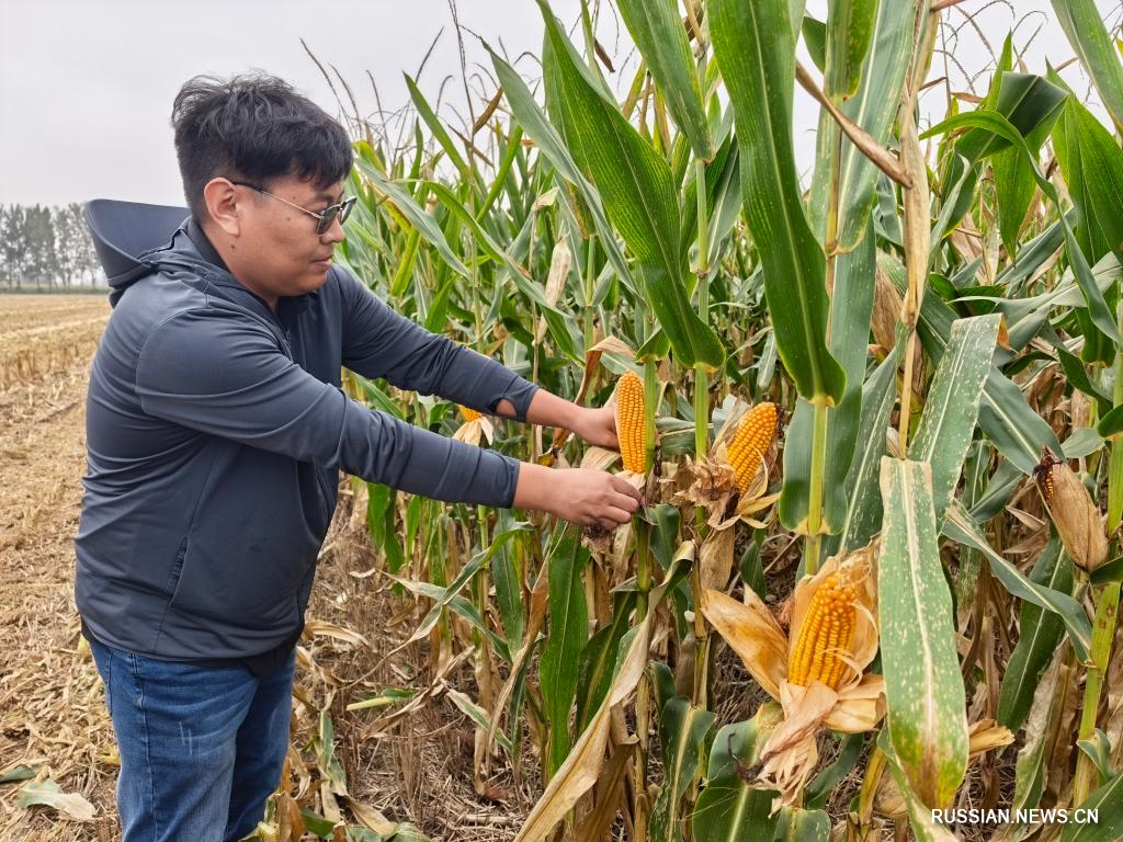 10.13丰收中国2025 秋粮作物陆续进入收获期3.jpg