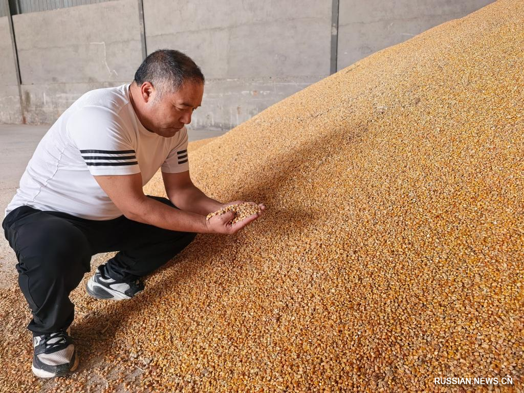 10.13丰收中国2025 秋粮作物陆续进入收获期4.jpg