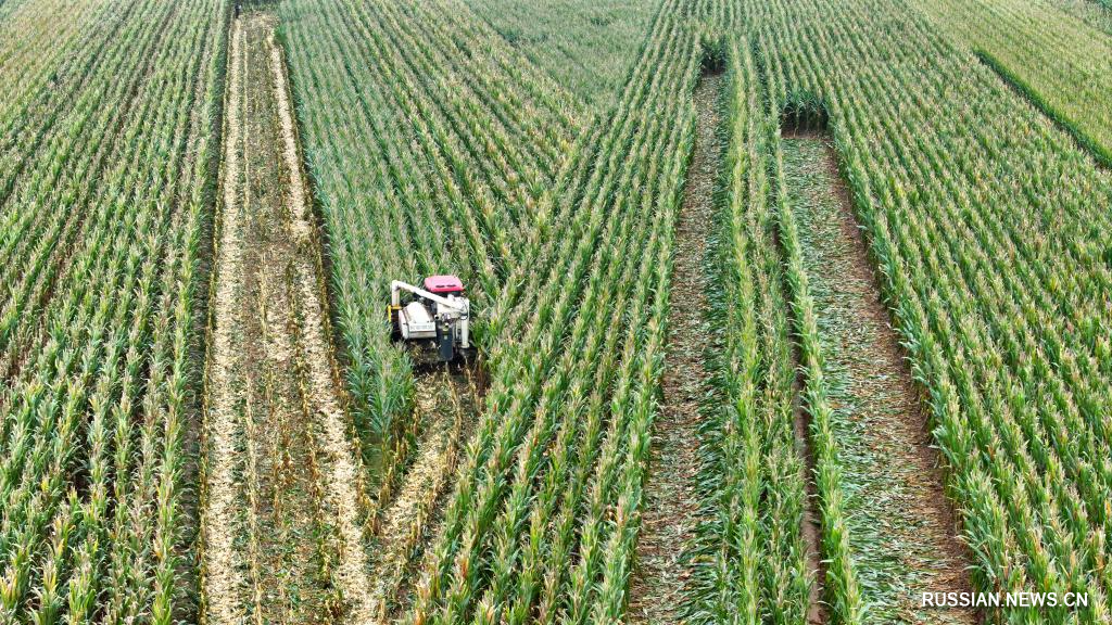 10.13丰收中国2025 秋粮作物陆续进入收获期5.jpg