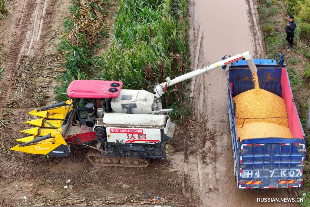 10.13丰收中国2025 秋粮作物陆续进入收获期2.jpg