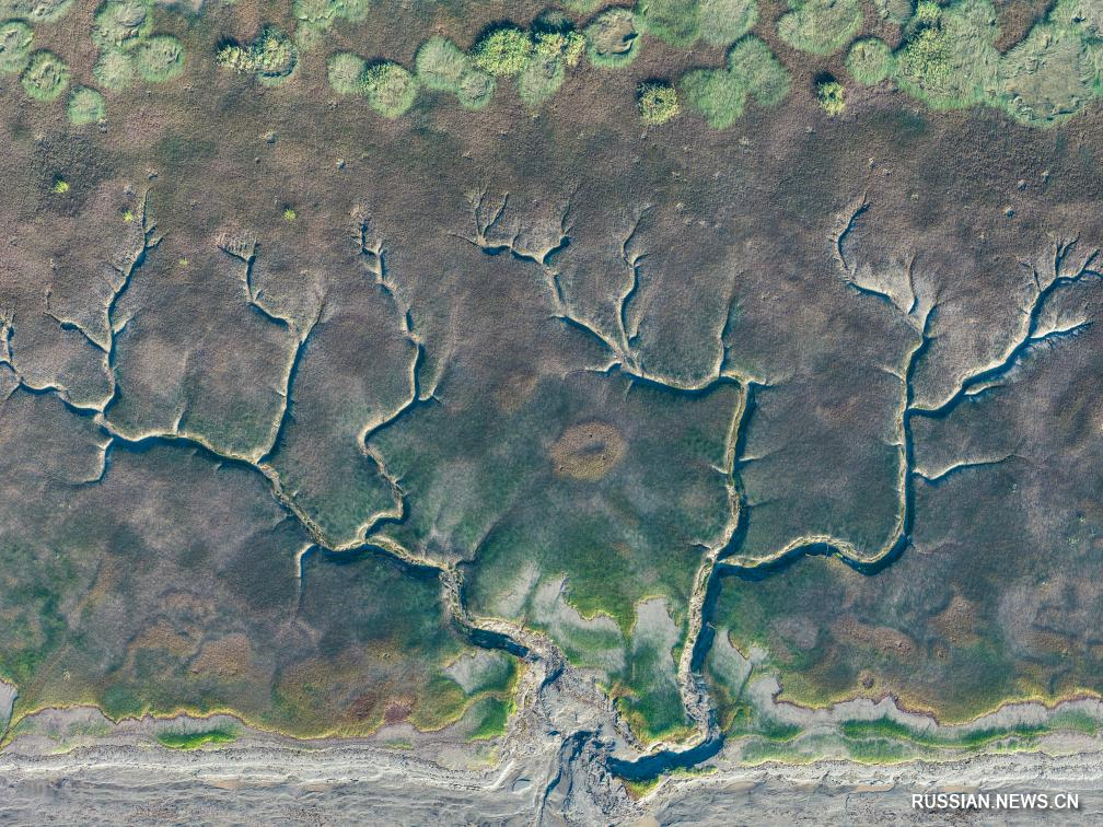 10.15潮落钱塘 “树”生潮汐1.jpg