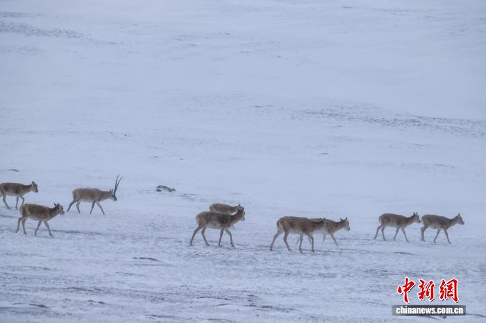 10.15藏羚羊群高原觅食展现西藏生态之美1.jpg