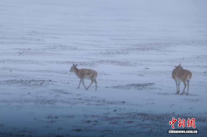10.15藏羚羊群高原觅食展现西藏生态之美2.jpg