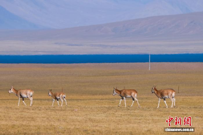 10.15藏羚羊群高原觅食展现西藏生态之美7.jpg