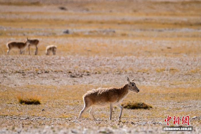 10.15藏羚羊群高原觅食展现西藏生态之美4.jpg