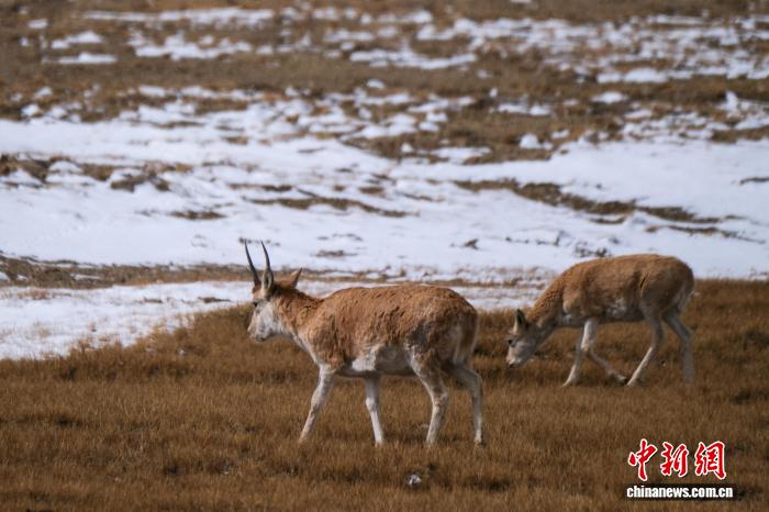 10.15藏羚羊群高原觅食展现西藏生态之美3.jpg