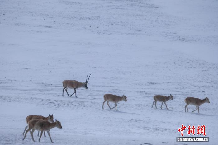 10.15藏羚羊群高原觅食展现西藏生态之美5.jpg