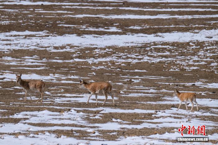 10.15藏羚羊群高原觅食展现西藏生态之美6.jpg