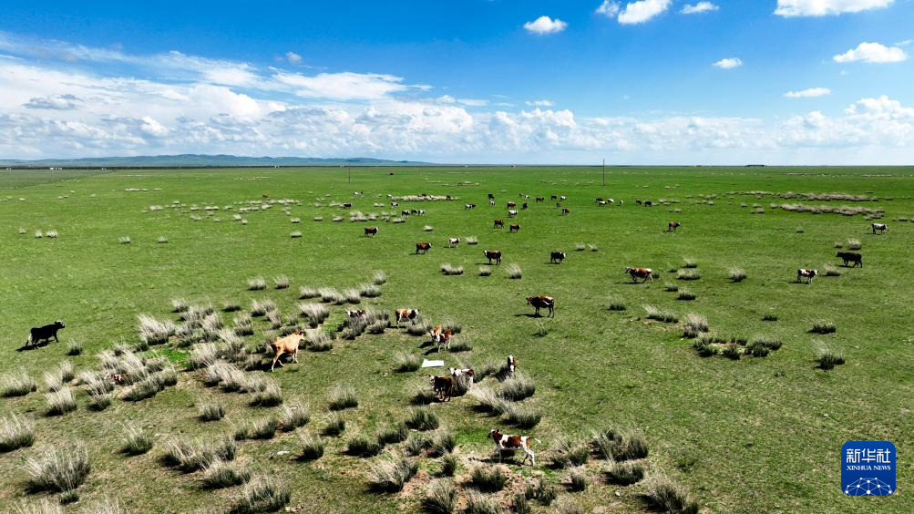 7.23锡林郭勒草原:绿海无垠 云影相随1.png