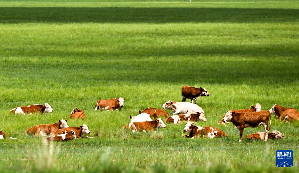 7.23锡林郭勒草原:绿海无垠 云影相随2.png