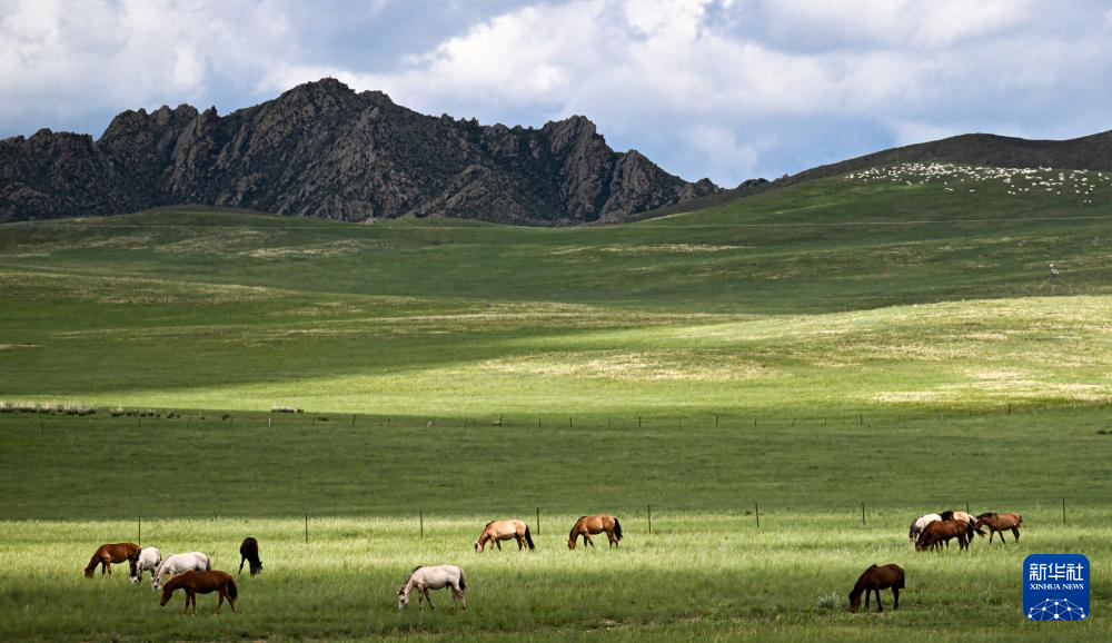 7.23锡林郭勒草原:绿海无垠 云影相随6.png