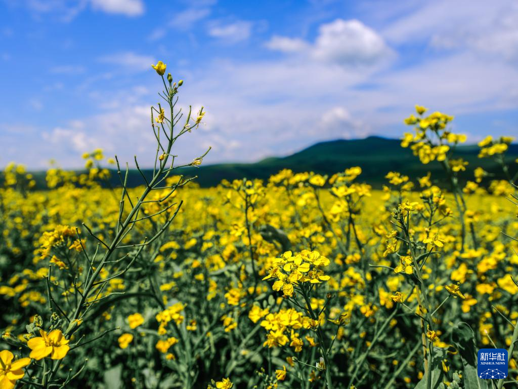 7.29内蒙古呼伦贝尔:油菜花海引客来1.png