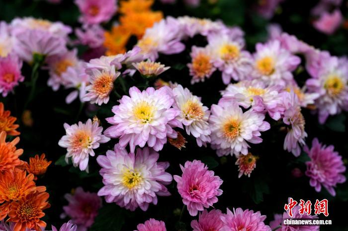 11.6四川成都:700余种菊花亮相引游人2.jpg