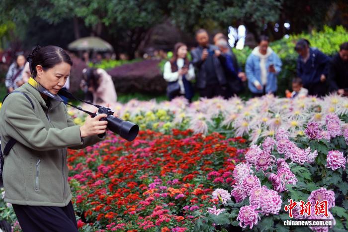 11.6四川成都:700余种菊花亮相引游人3.jpg