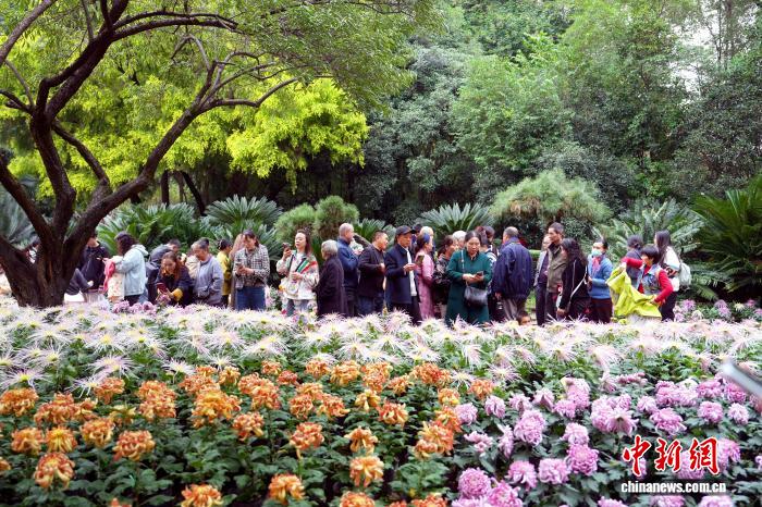 11.6四川成都:700余种菊花亮相引游人5.jpg