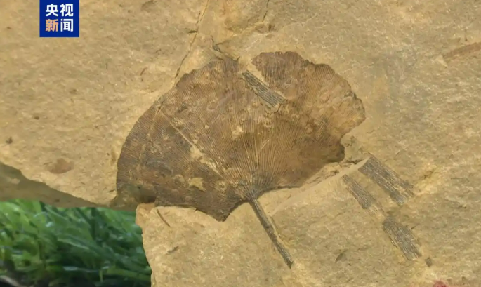 11.11在山西省发现了银杏叶化石1.png