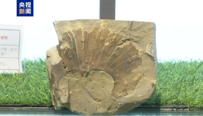 11.11在山西省发现了银杏叶化石3.png