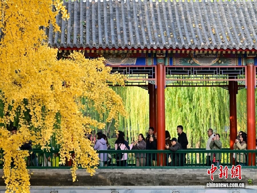 11.11实拍北京银杏顶流现场!落叶铺满800米大道,游客:像穿越到画里5.jpg