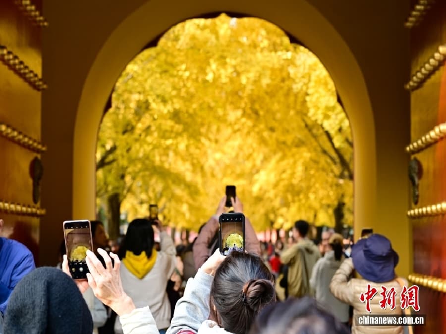 11.11实拍北京银杏顶流现场!落叶铺满800米大道,游客:像穿越到画里3.jpg
