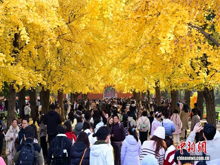11.11实拍北京银杏顶流现场!落叶铺满800米大道,游客:像穿越到画里.jpg