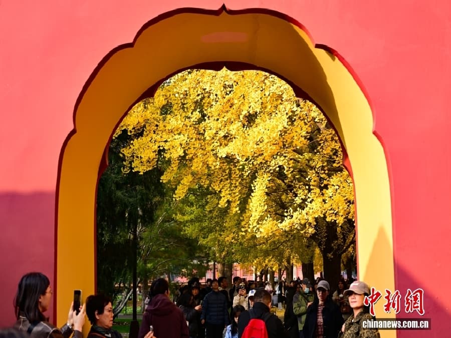 11.11实拍北京银杏顶流现场!落叶铺满800米大道,游客:像穿越到画里2.jpg
