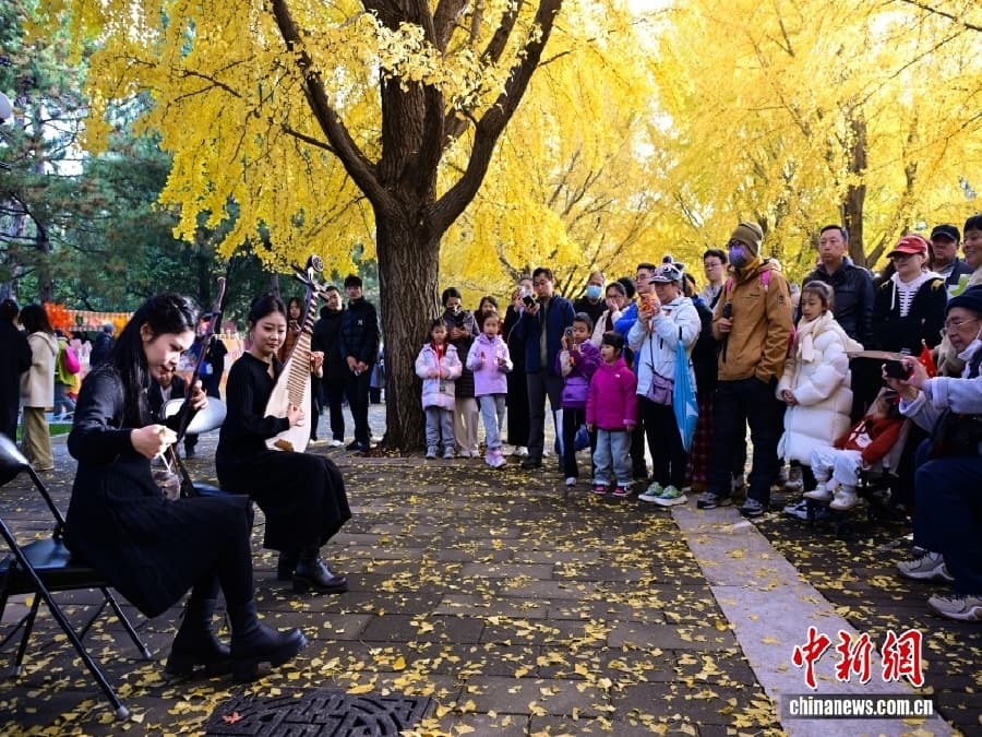 11.11实拍北京银杏顶流现场!落叶铺满800米大道,游客:像穿越到画里4.jpg