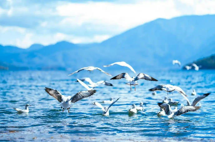 11.25越冬红嘴鸥“先头部队”抵达昆明滇池1.png