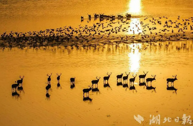 12.5 麋鹿归国40年 我国孕育出全球规模最大野生麋鹿种群1.png