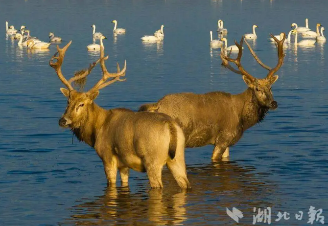12.5 麋鹿归国40年 我国孕育出全球规模最大野生麋鹿种群2.png