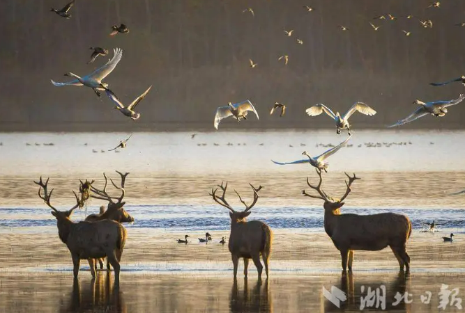 12.5 麋鹿归国40年 我国孕育出全球规模最大野生麋鹿种群3.png