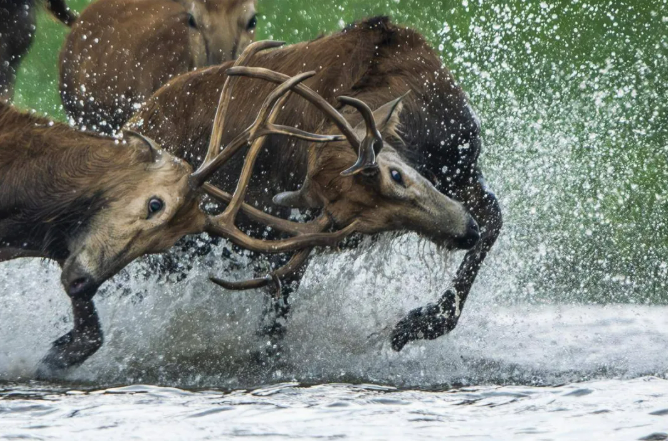 12.5 麋鹿归国40年 我国孕育出全球规模最大野生麋鹿种群4.png