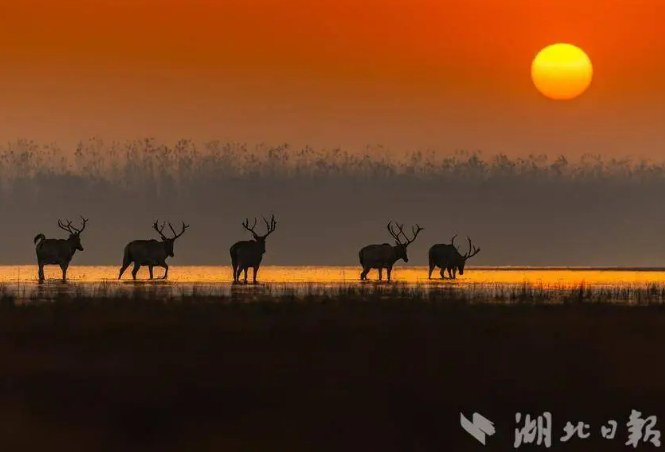 12.5 麋鹿归国40年 我国孕育出全球规模最大野生麋鹿种群5.png
