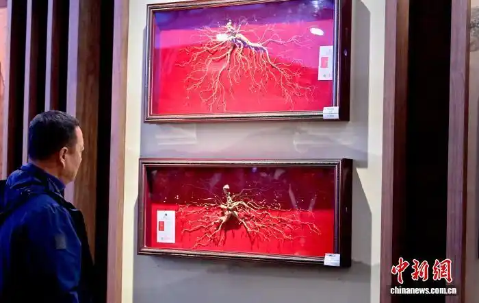 12.9 2025长春国际医药健康产业博览会:人参展区引民众参观2.png