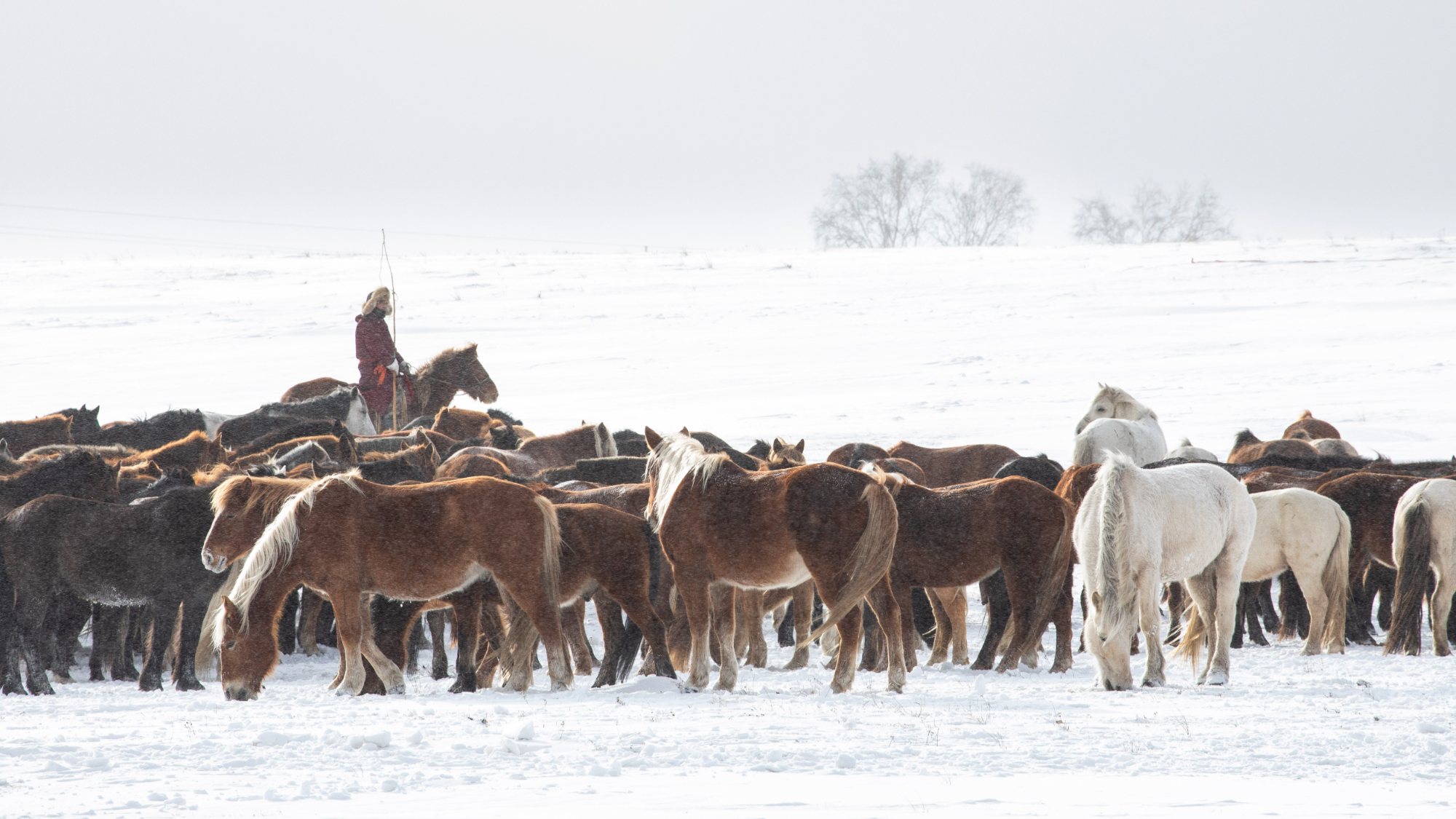 1.30 2026年乌兰布统马文化节 冬季坝上雪地“万马奔腾”2.png