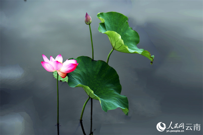 云南荷花9.jpg