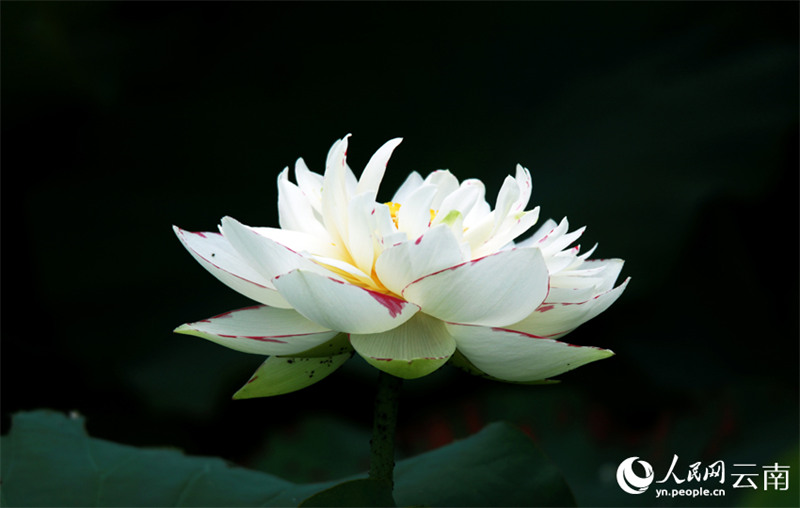 云南荷花7.jpg