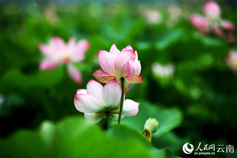 云南荷花2.jpg
