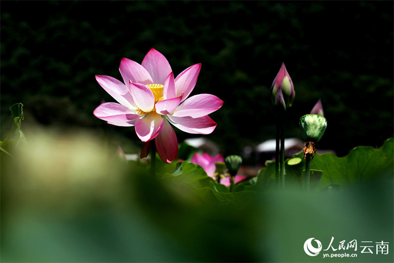 云南荷花.jpg