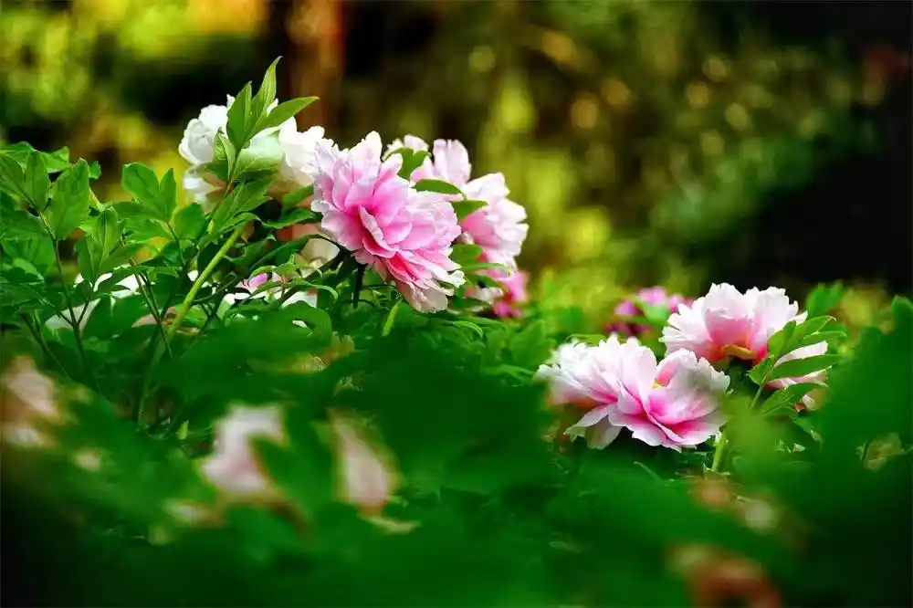 d4628535e5dde71191f61b3ddec66c149c166189.webp.png