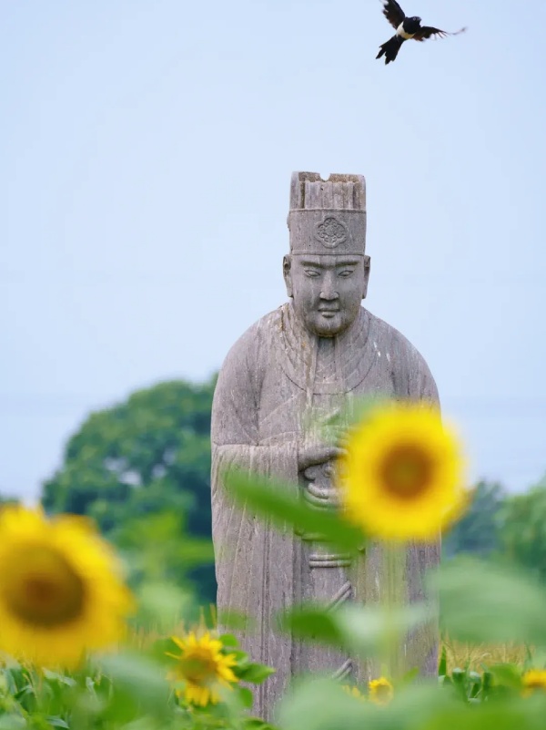 6.16“宋陵麦收”火了！揭秘千年石刻与麦田如何共生13.jpg