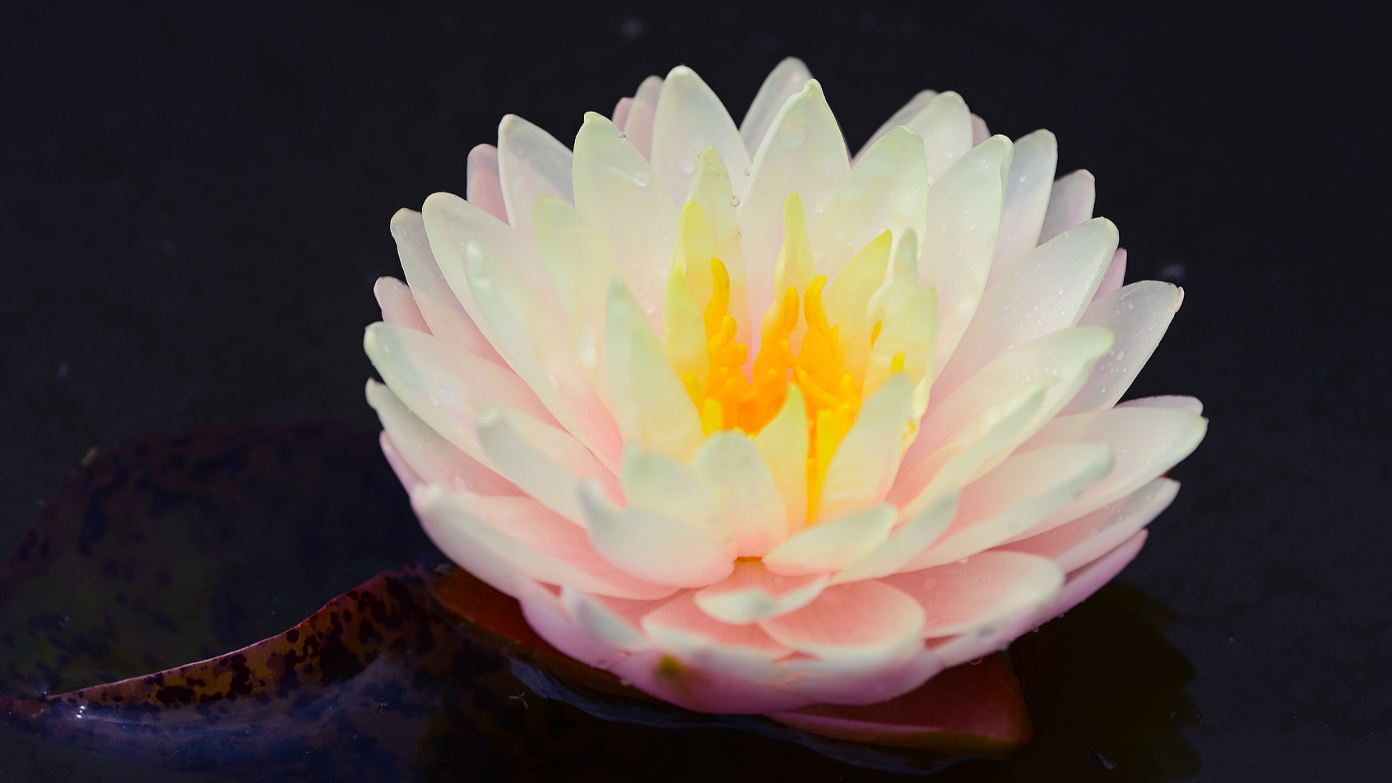 6.25江西万载：睡莲花开5.jpg