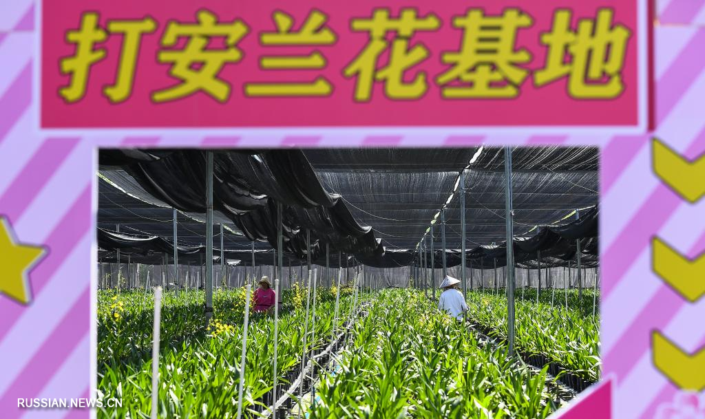 6.27海南白沙：兰花产业助力乡村振兴3.jpg