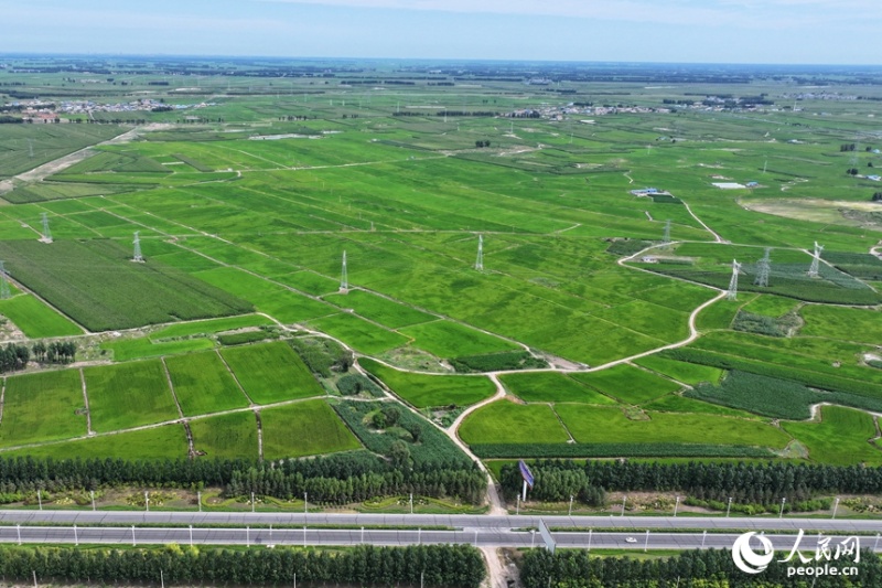 8.4吉林白城：盐碱地上育新绿1.jpg