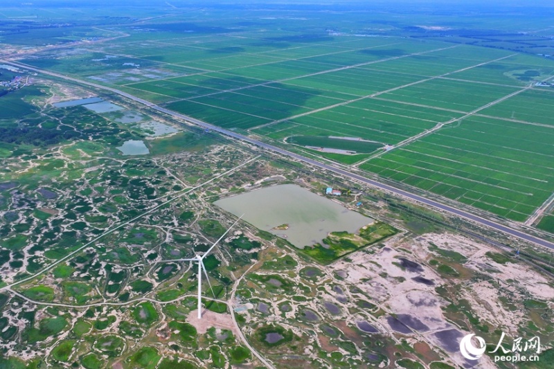 8.4吉林白城：盐碱地上育新绿3.jpg