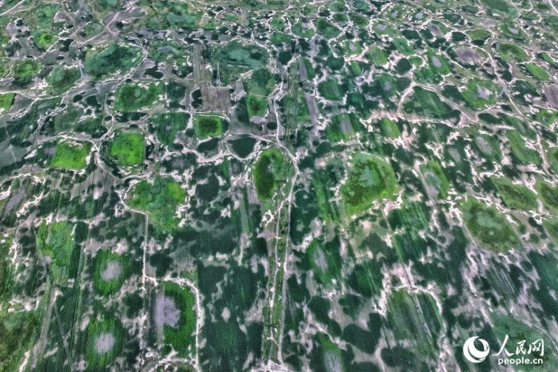 8.4吉林白城：盐碱地上育新绿5.jpg